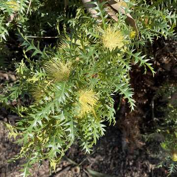 Imagem de Banksia armata (R. Br.) A. R. Mast & K. R. Thiele