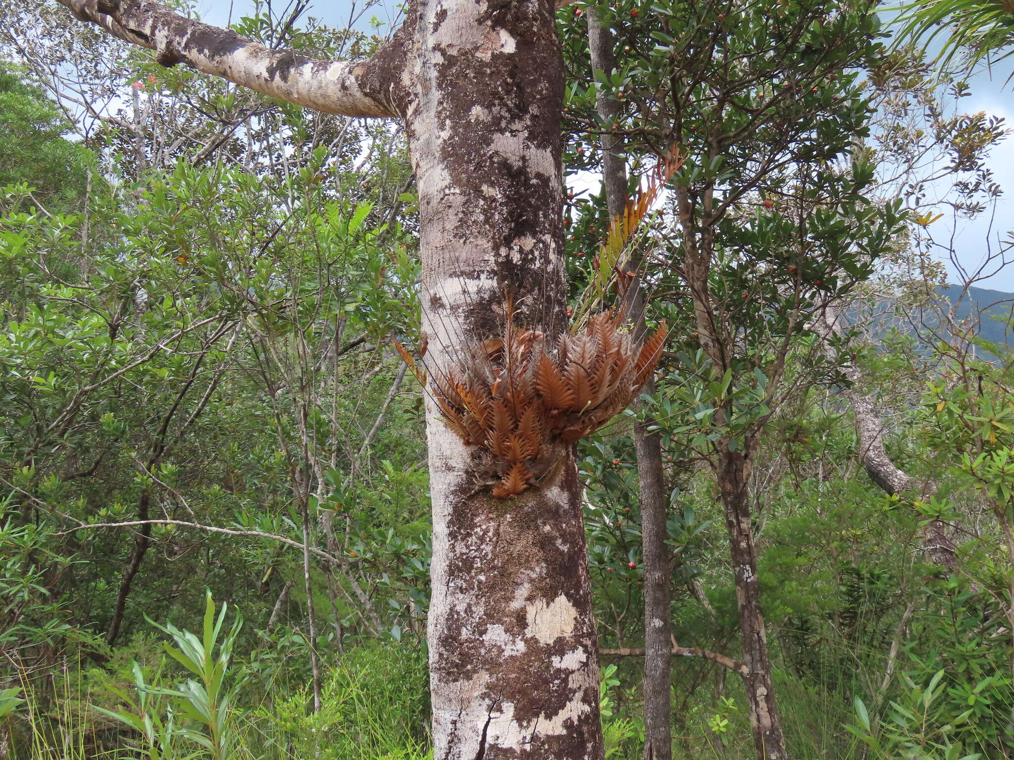 Imagem de Aglaomorpha rigidula (Sw.) Hovenkamp & S. Linds.