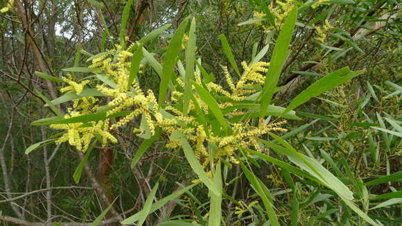 Imagem de Acacia longifolia (Andrews) Willd.