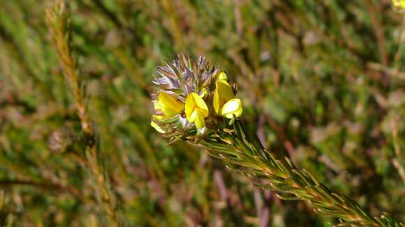 Sivun Phyllota phylicoides (DC.) Benth. kuva