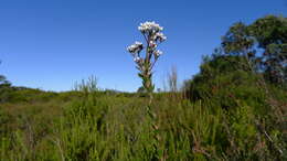 Image of Conospermum taxifolium C. F. Gaertner