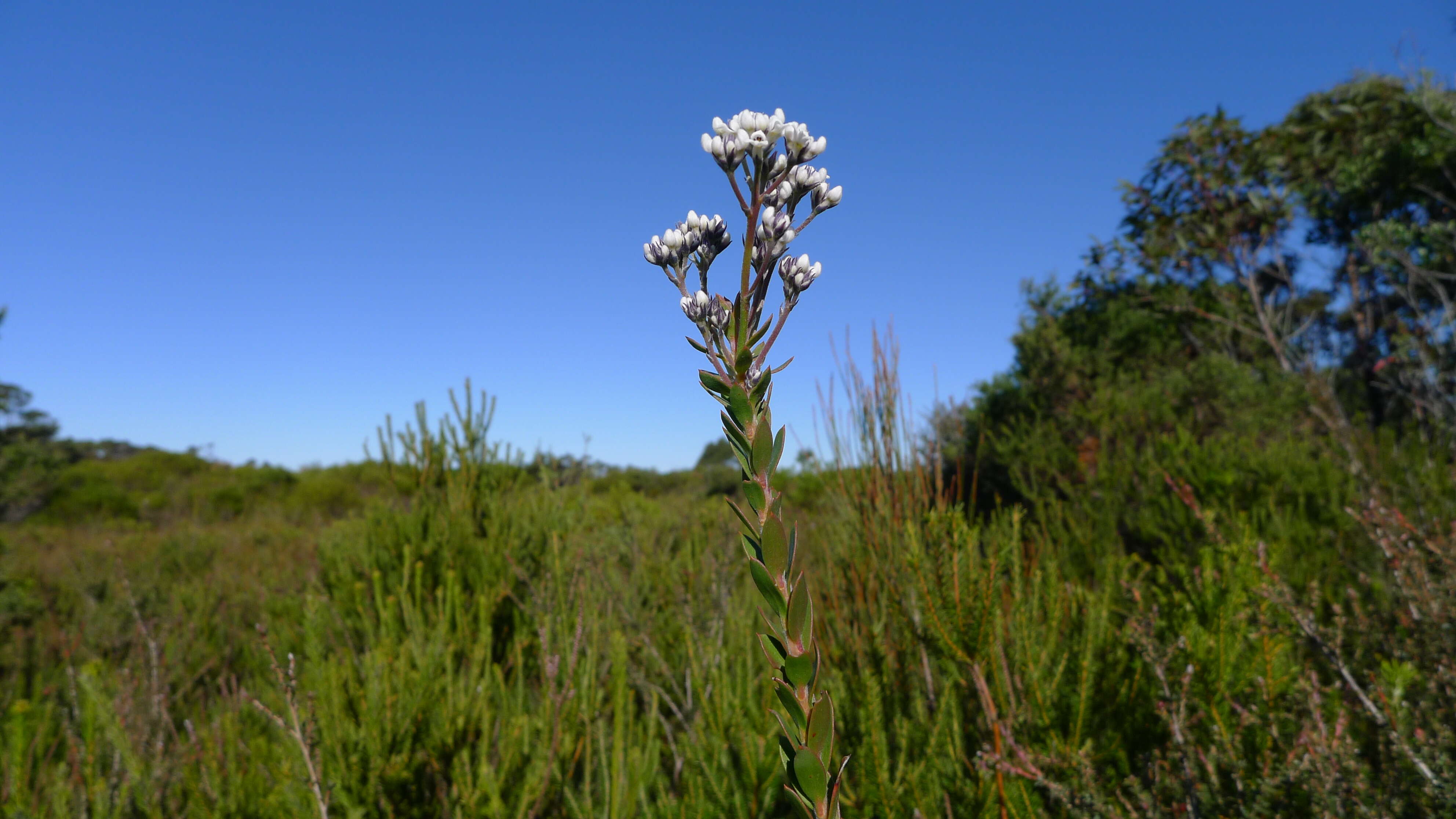 Image of Conospermum taxifolium C. F. Gaertner