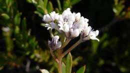 Image of Conospermum taxifolium C. F. Gaertner