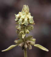 Image of Sideritis dendrochahorra Bolle