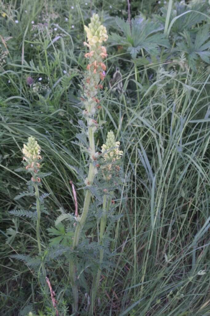 Image of Pedicularis kaufmannii Pinzger