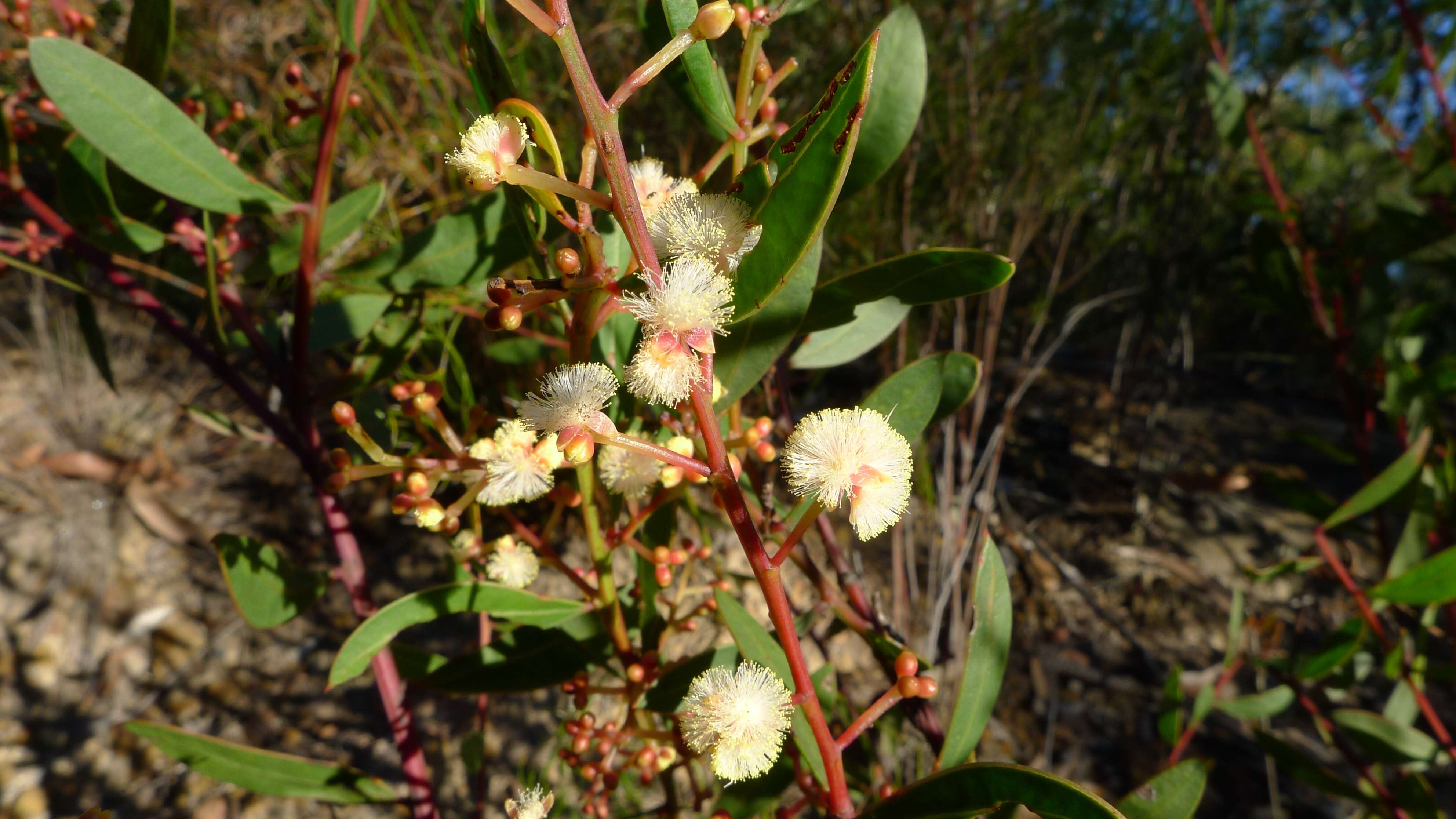 Acacia myrtifolia (Sm.) Willd. resmi