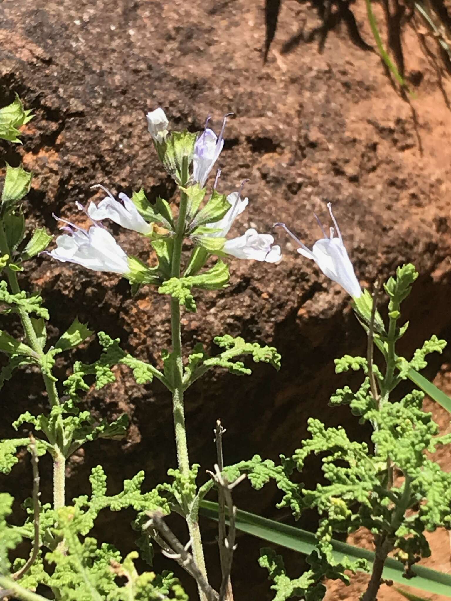 Imagem de Salvia namaensis Schinz