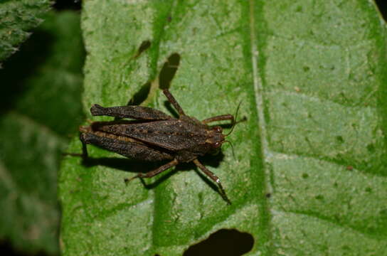 Image of Batrachidea planus (Hancock 1907)