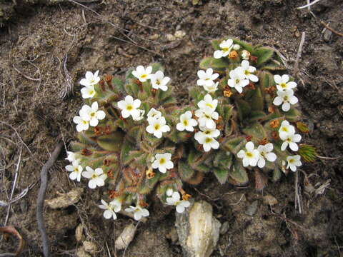 Imagem de Myosotis lyallii subsp. elderi (L. B. Moore) Meudt & Prebble