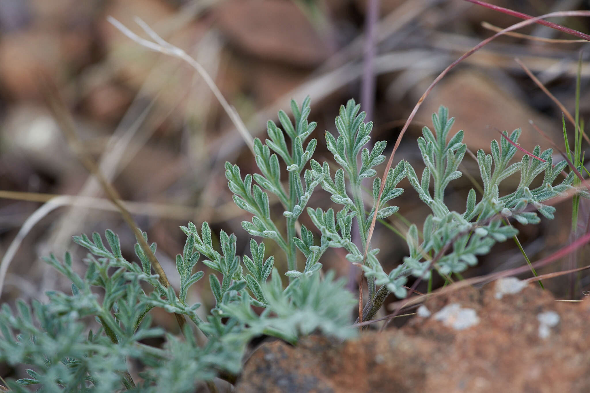 Image of Mt. Hamilton desertparsley