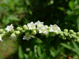 Image of black sage