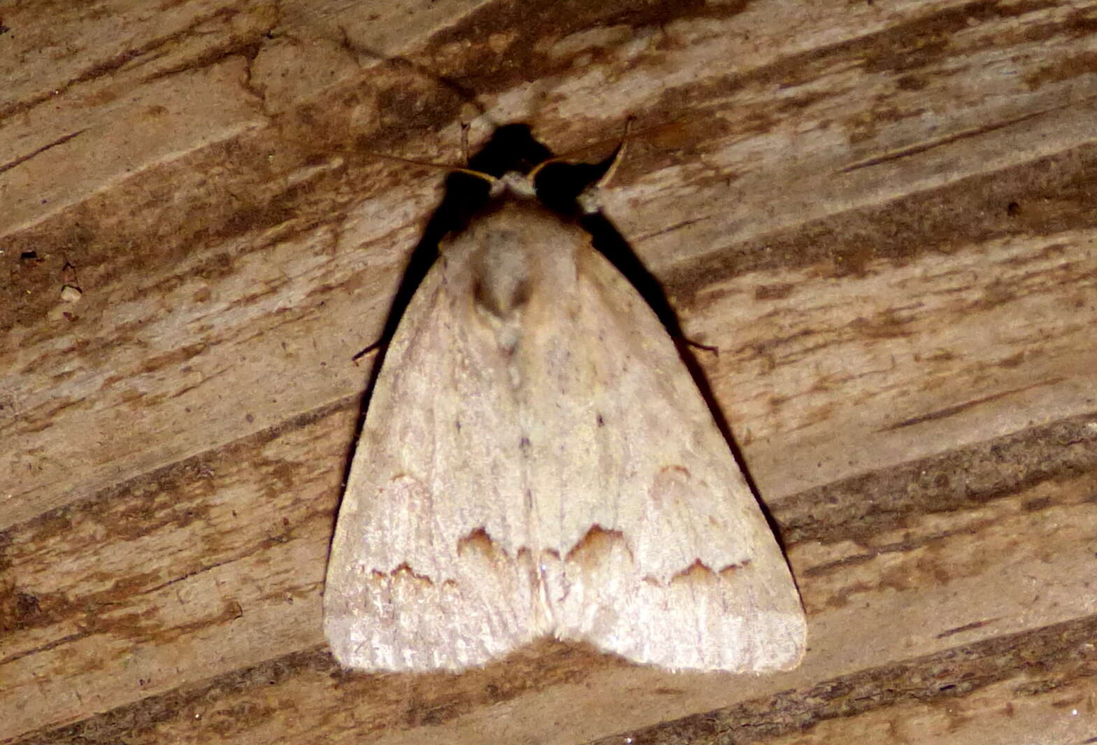 Image of Birch Dagger Moth