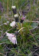 Image of Taraxacum arcticum (Trautv.) Dahlst.