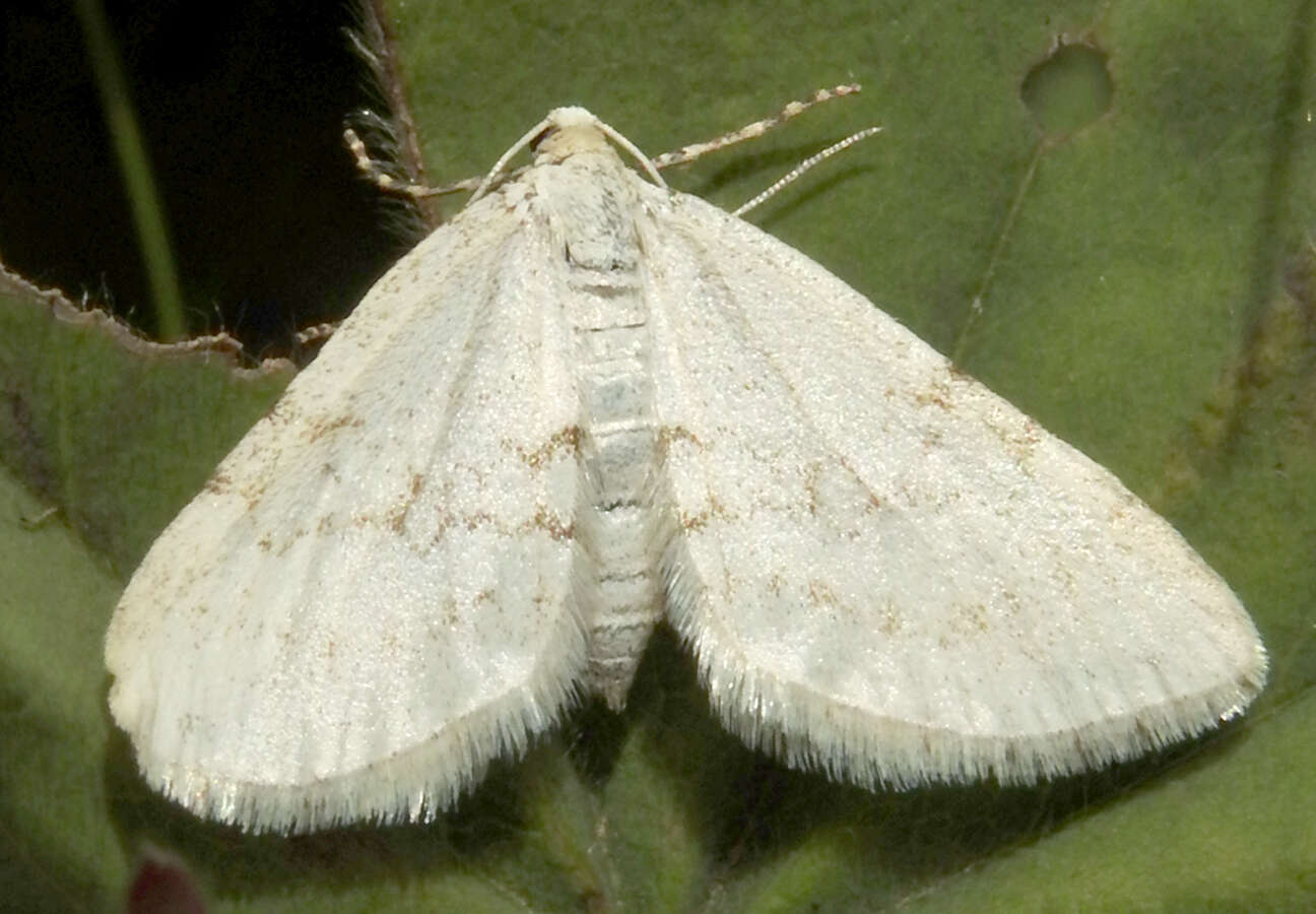 Image de <i>Perizoma verberata</i>