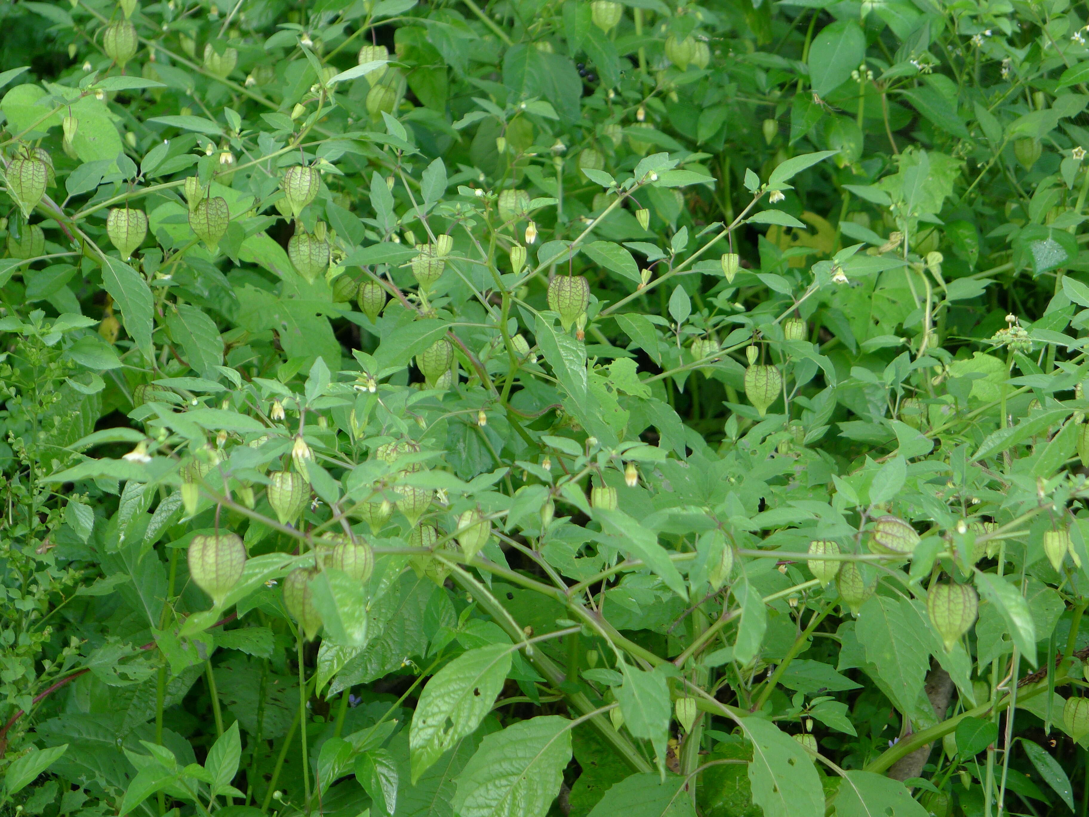 Image of Pygmy Ground-Cherry