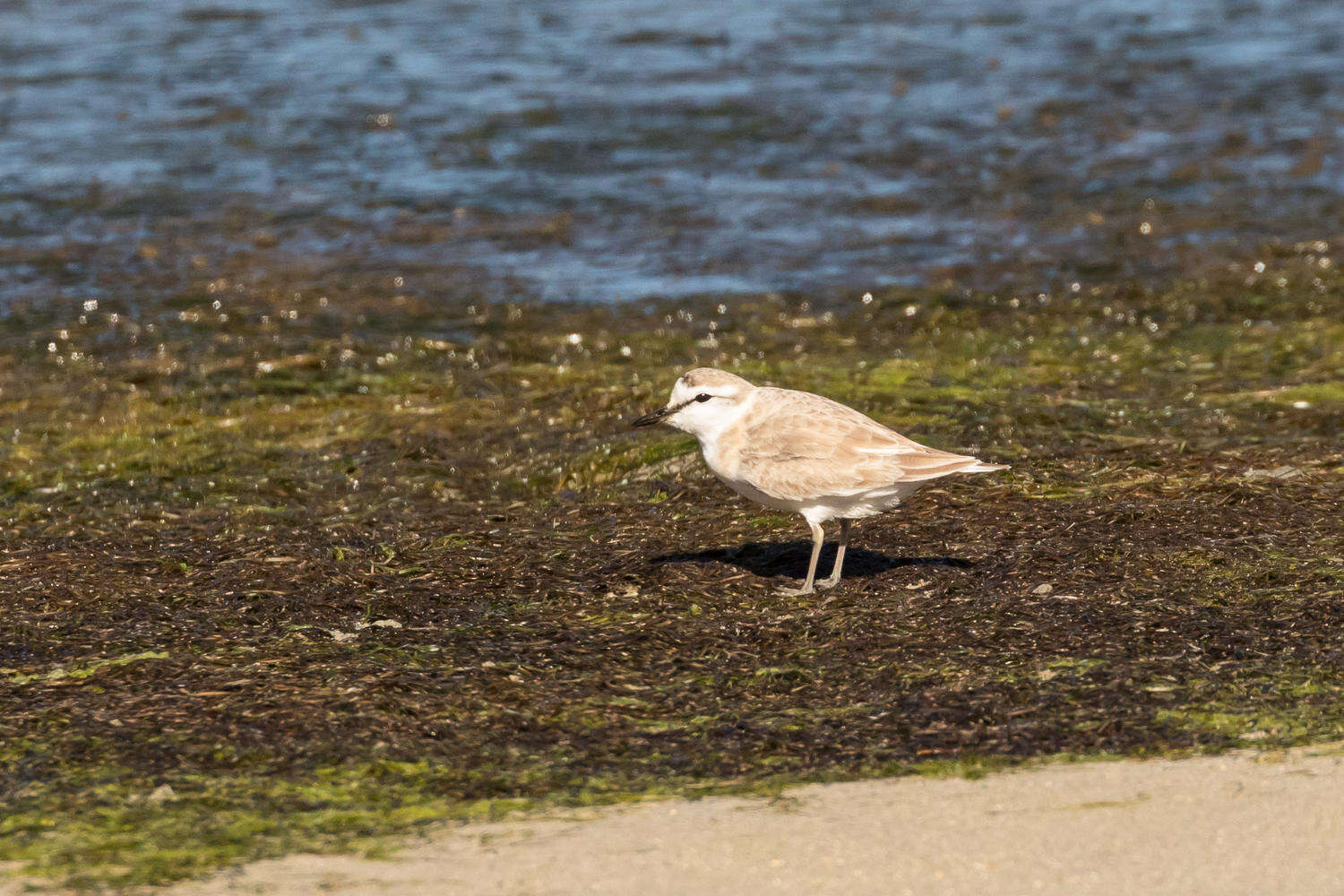 Image of White-fronted Plover