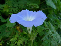 Image of whiteedge morning-glory