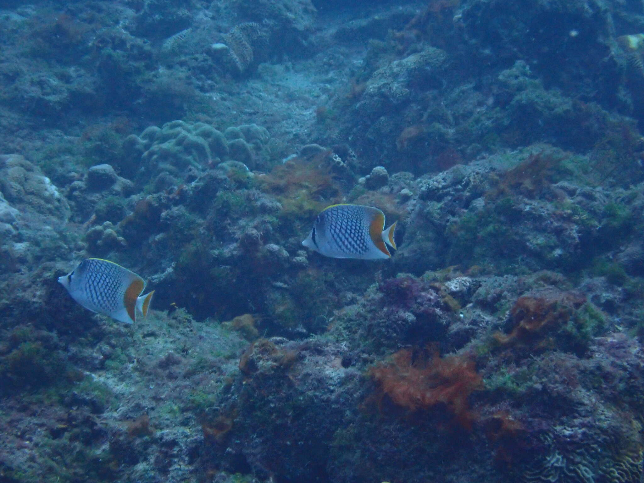 Image of Cross-hatch Butterflyfish