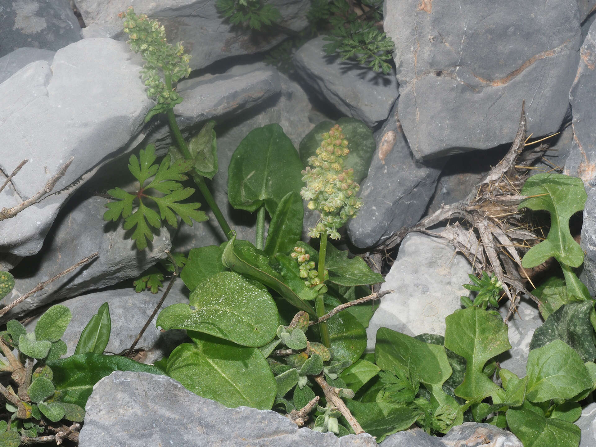 Image of Rumex tuberosus subsp. creticus Rech. fil.