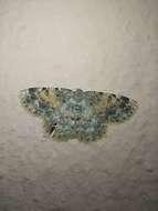 صورة Charissa variegata Duponchel 1830