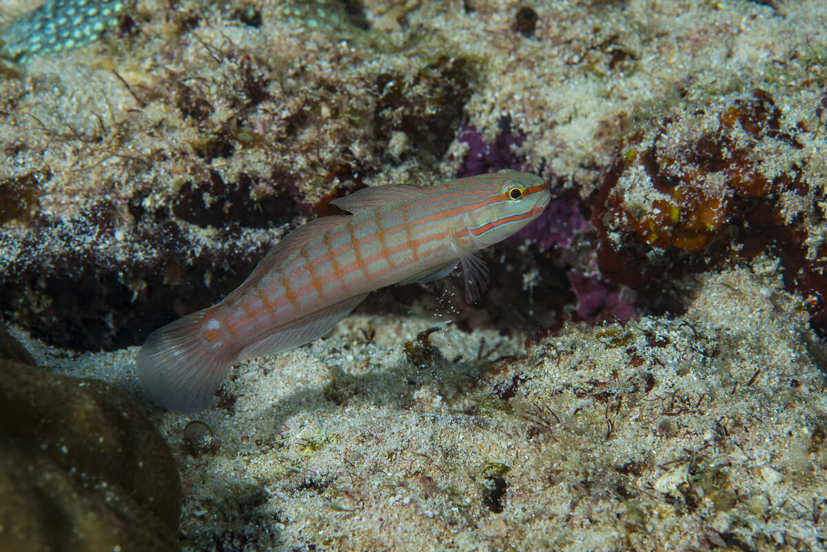 Image of Crosshatch goby