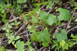 Image of Menispermum dauricum DC.