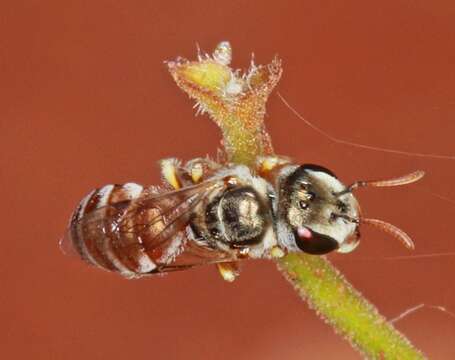 Lasioglossum platychilum Walker 1999 resmi