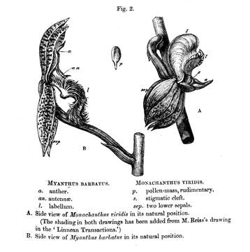 Image de Catasetum barbatum (Lindl.) Lindl.