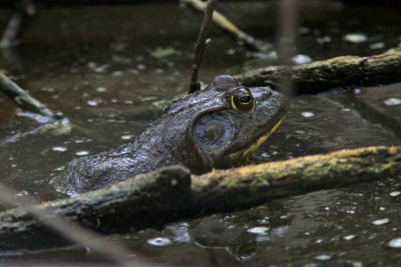 Слика од Lithobates catesbeianus (Shaw 1802)