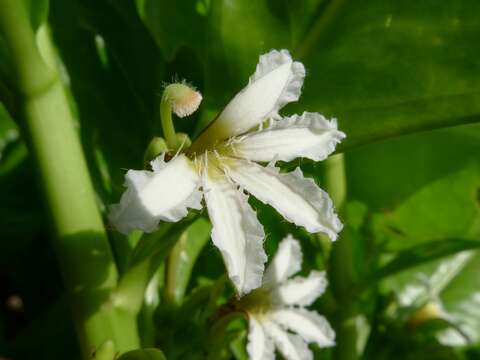 Image of Half-Flower