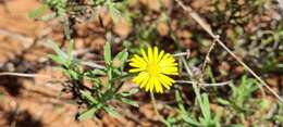 Image of Yellow felicia