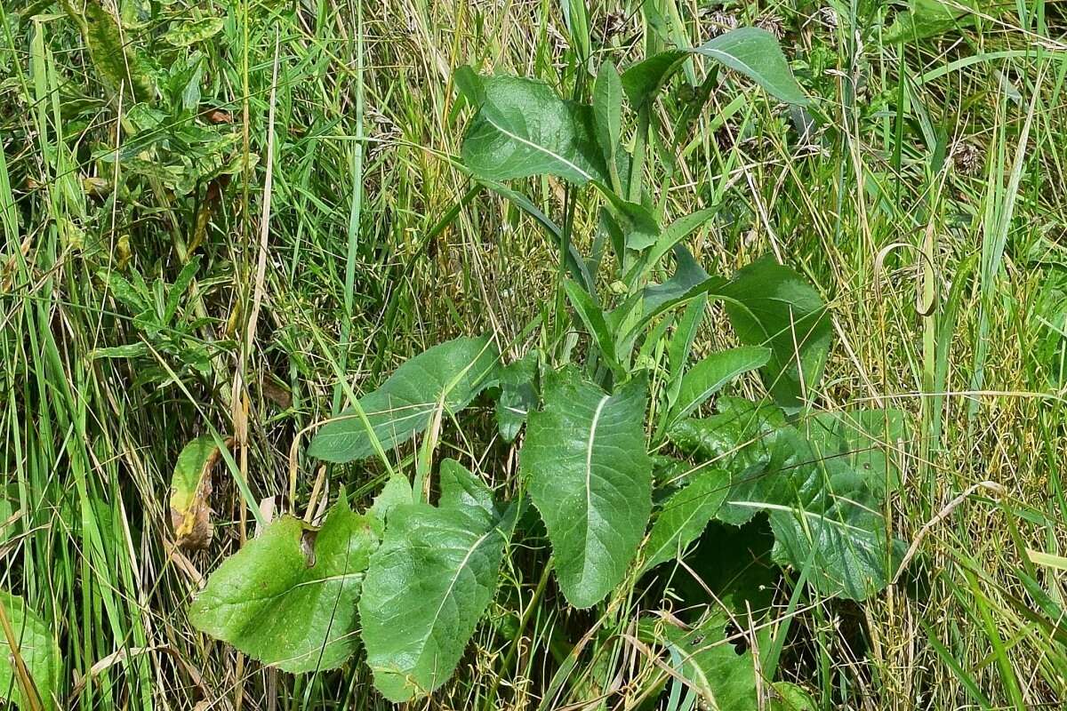 Image of marsh sow-thistle