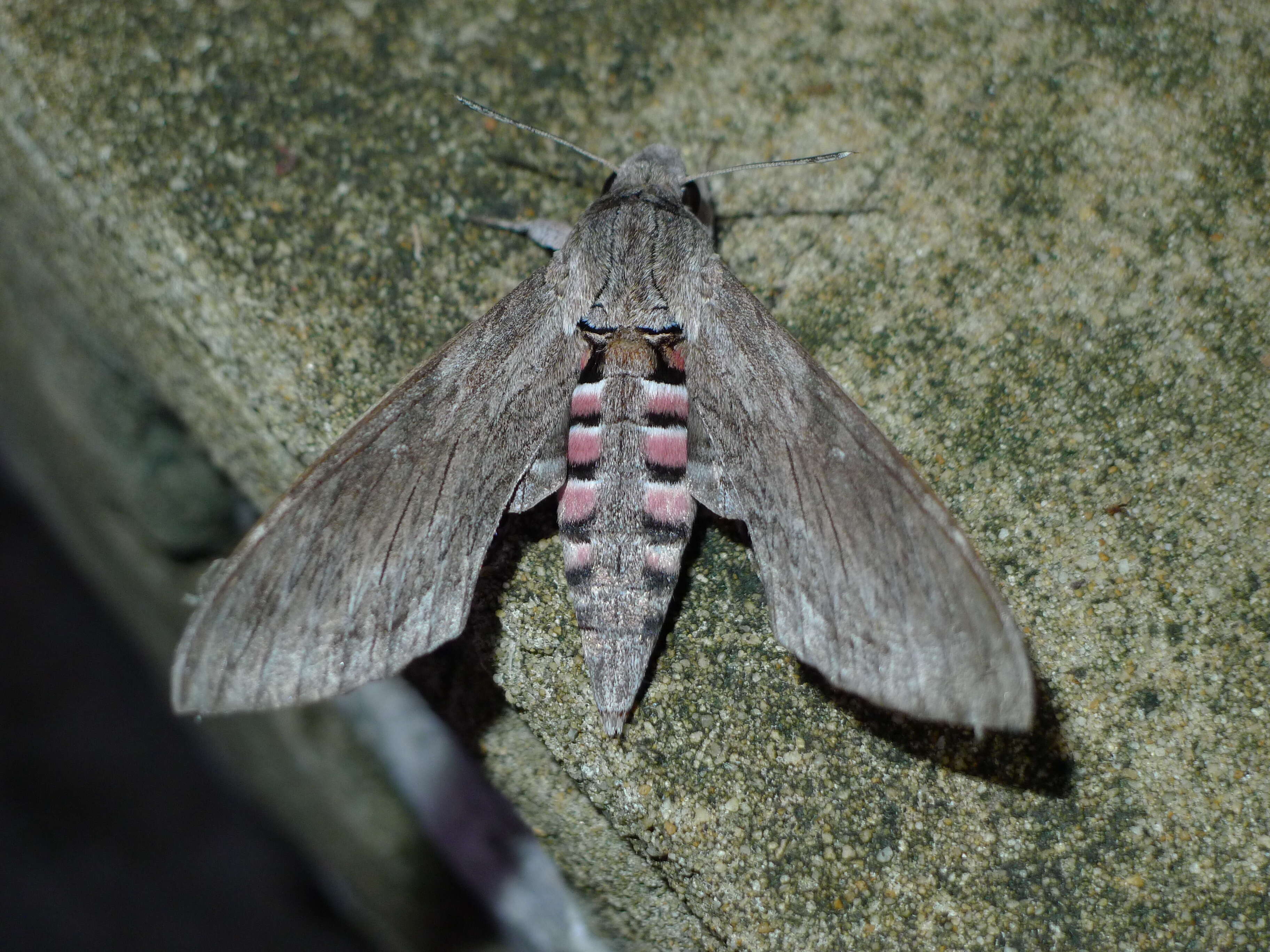 Image of convolvulus hawk moth