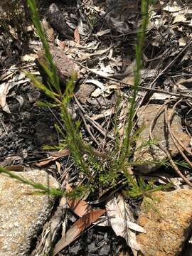 Imagem de Platysace linearifolia (Cav.) C. Norman