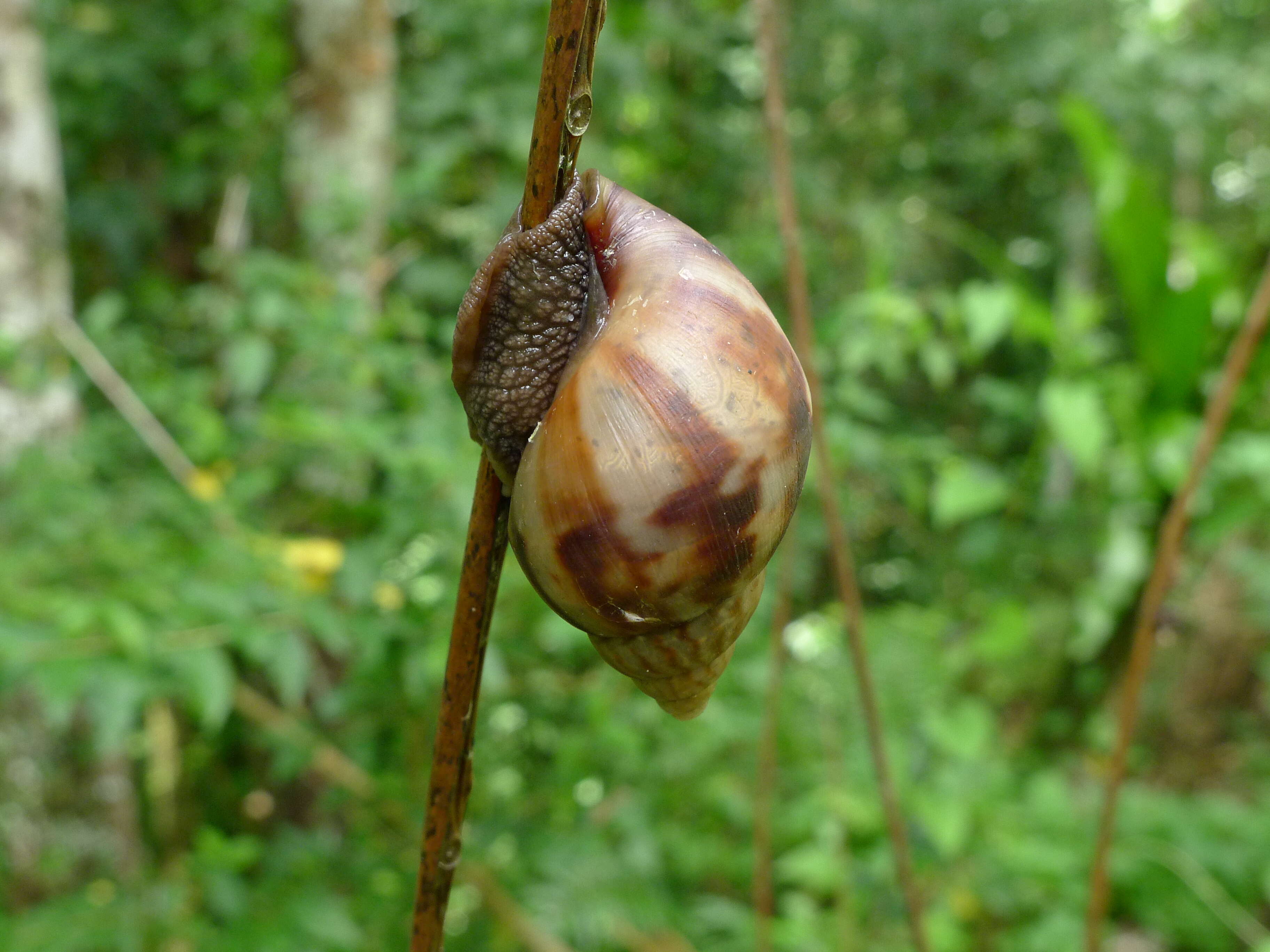 Image of Achatina fulica