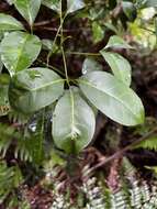 Image of Melicope hayesii T. G. Hartley