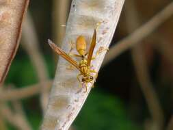 Image of Polistes balder Kirby 1888