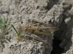 Image of Groove-headed Grasshopper