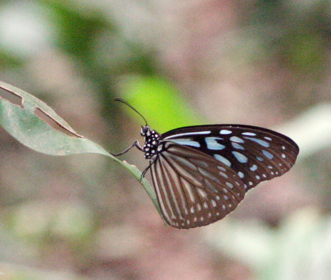 صورة Ideopsis vulgaris contigua Talbot 1939