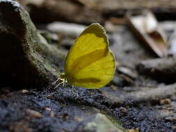 Image of Eurema blanda (Boisduval 1836)