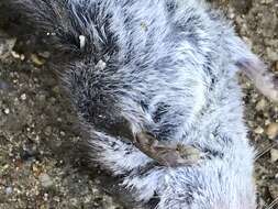 Image of Asian Lesser White-toothed Shrew