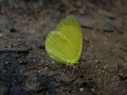 Image of Eurema blanda (Boisduval 1836)