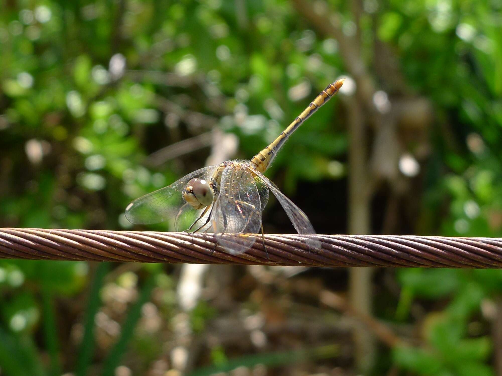 Imagem de Diplacodes bipunctata (Brauer 1865)