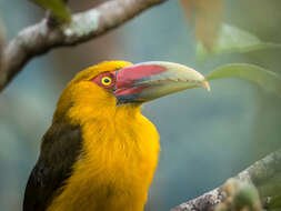 Image of Saffron Toucanet