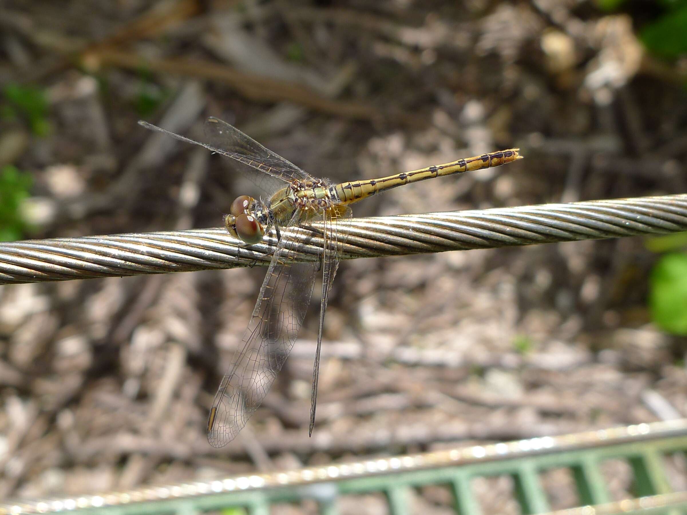 Imagem de Diplacodes bipunctata (Brauer 1865)