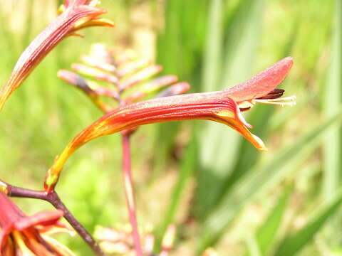 Слика од Crocosmia paniculata (Klatt) Goldblatt