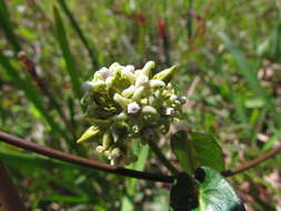 Image of Oxypetalum tubatum Malme