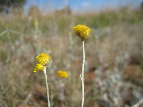 Image of Chrysocephalum apiculatum (Labill.) Steetz