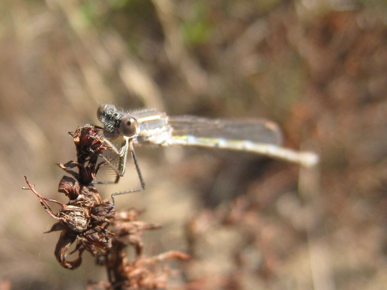 Image of Austrolestes Tillyard 1913