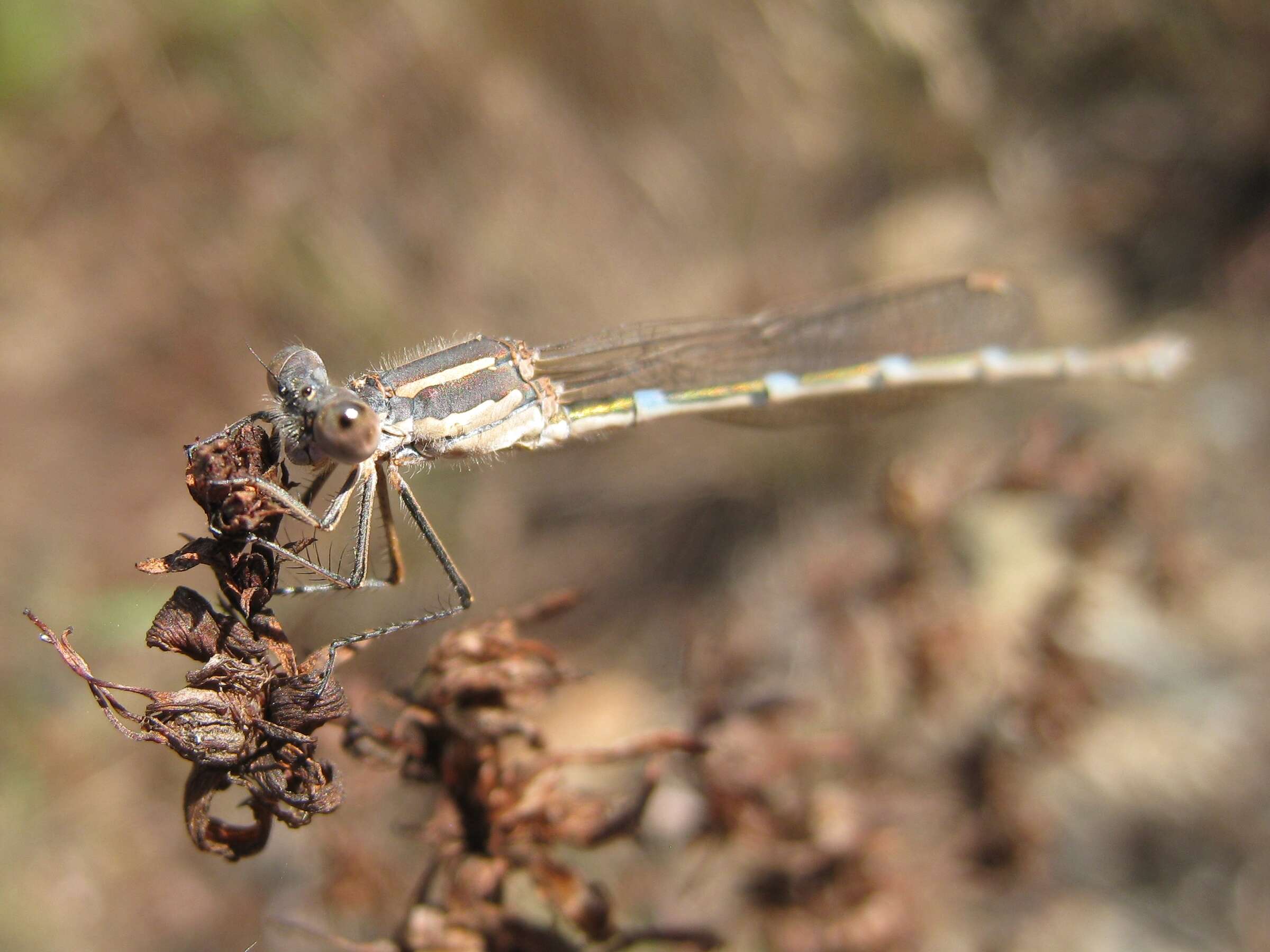 Image of Austrolestes Tillyard 1913